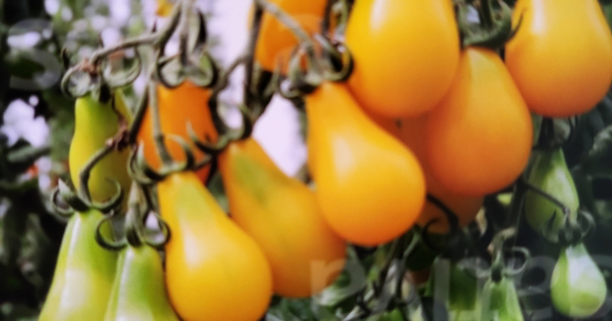 Süsses Ding «Pflanz das Rare!»