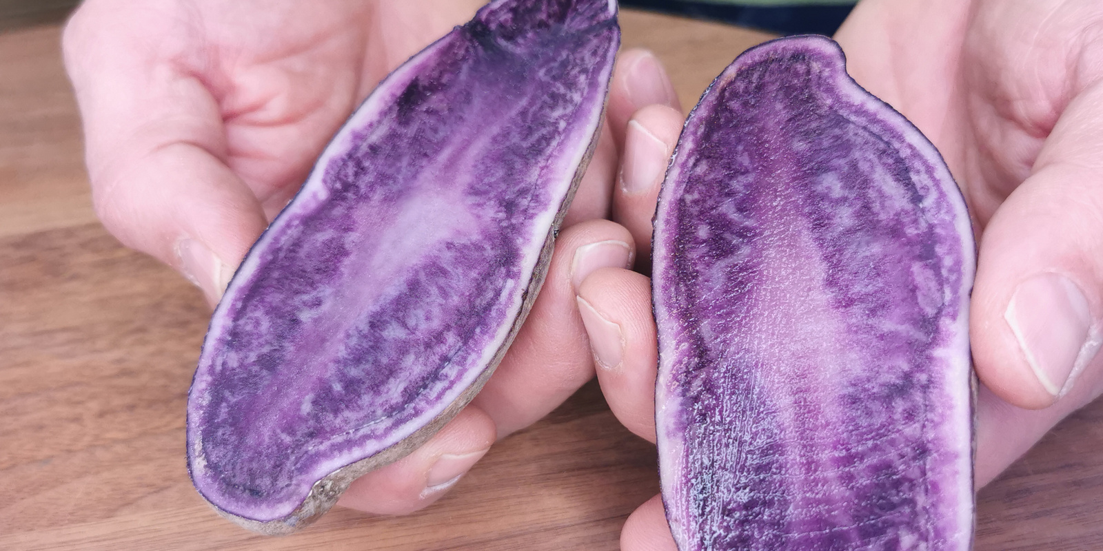 Hände halten zwei aufgeschnittene Kartoffelhälften der Sorte 'Blaue St. Galler'