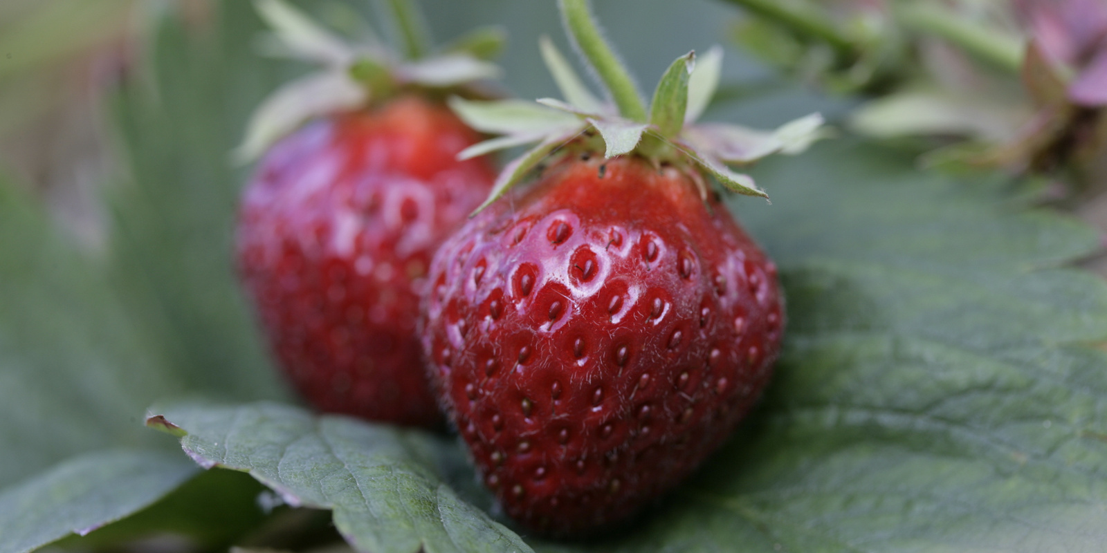 Zwei Erdbeeren auf Blatt liegend