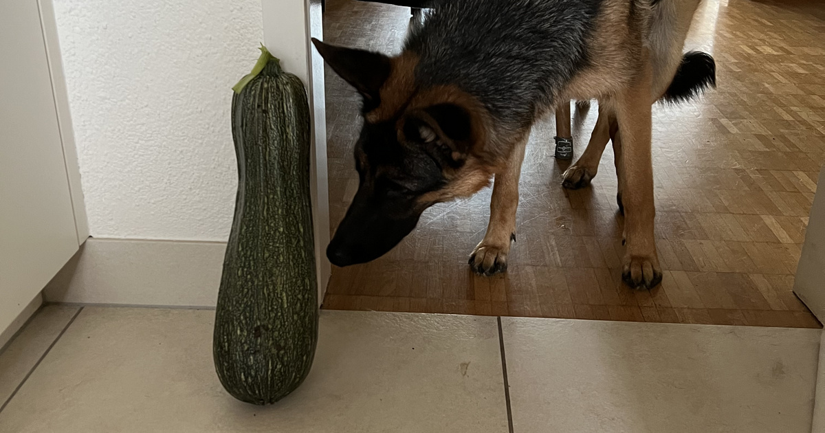 Klassiker mit viel Ertrag «Pflanz das Rare!»