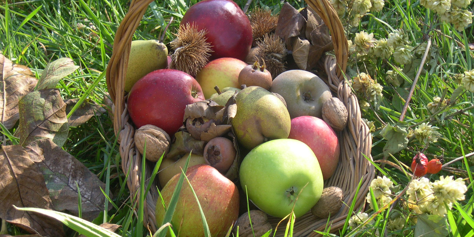 Verschiedene Früchte in Korb auf Wiese