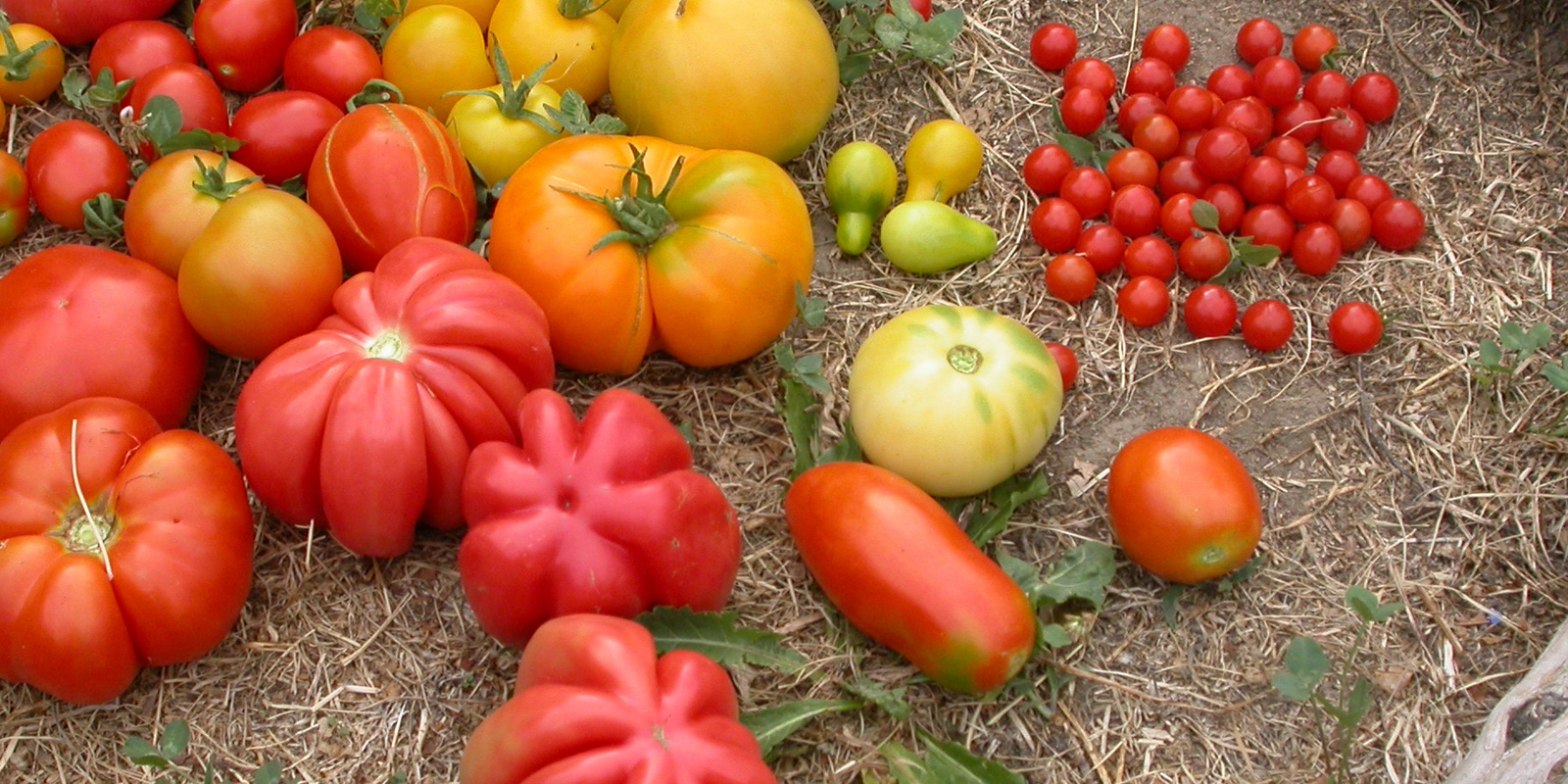 Früchte von verschiedenen Tomatensorten am Boden liegend