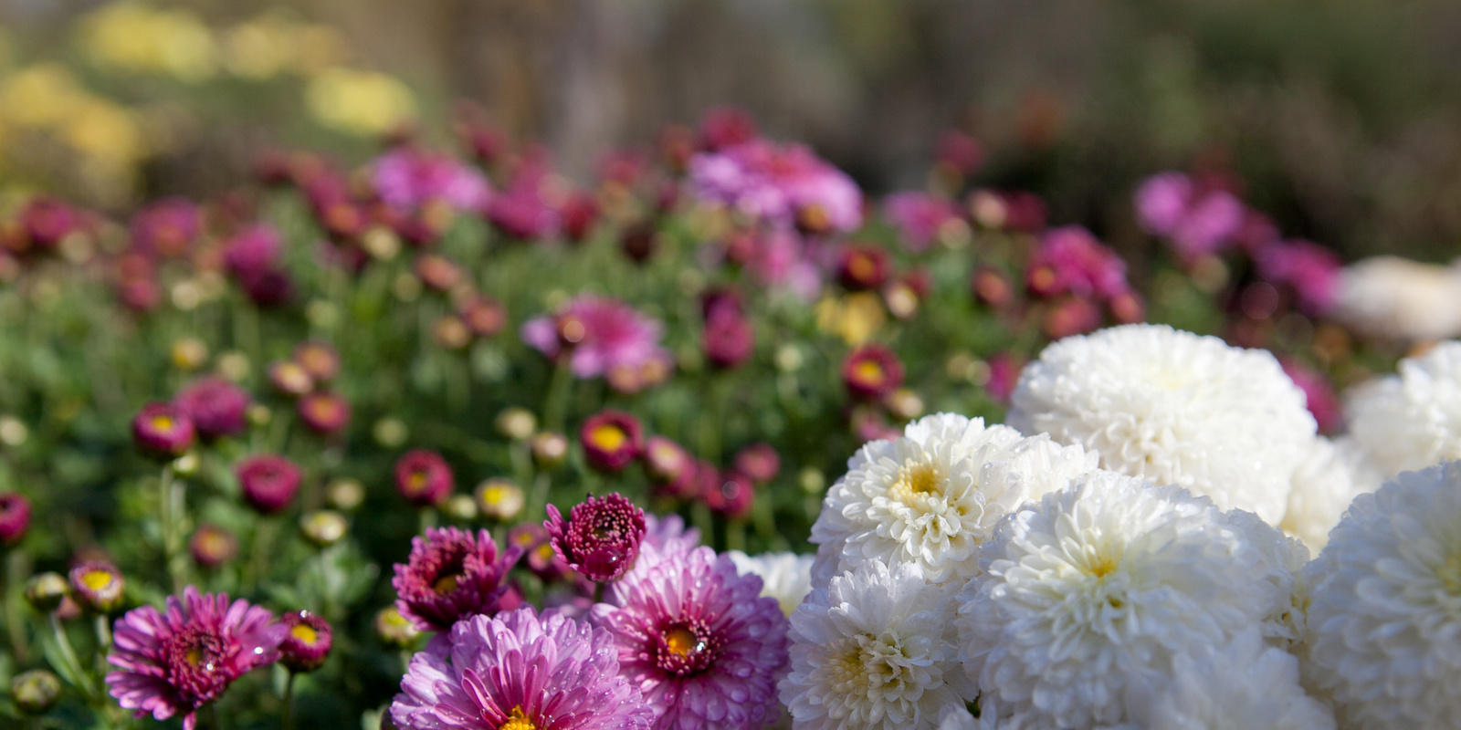Vielfalt von weissen und violetten Chrysanthemen