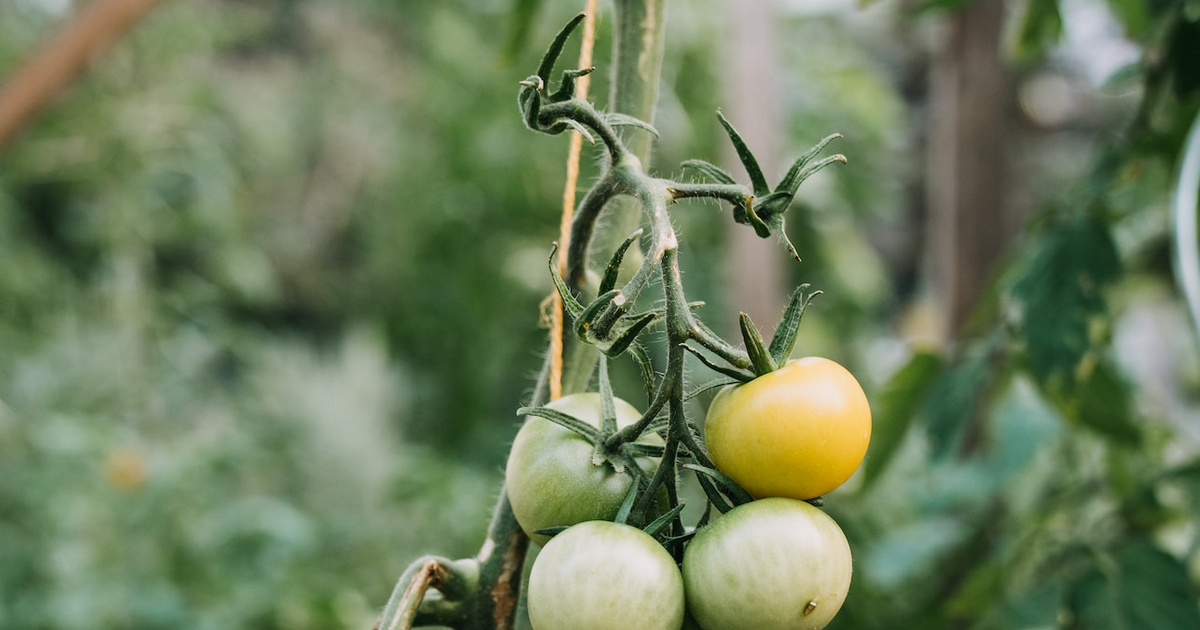 Grosse Ernte an gelben Tomaten - «Pflanz das Rare!»