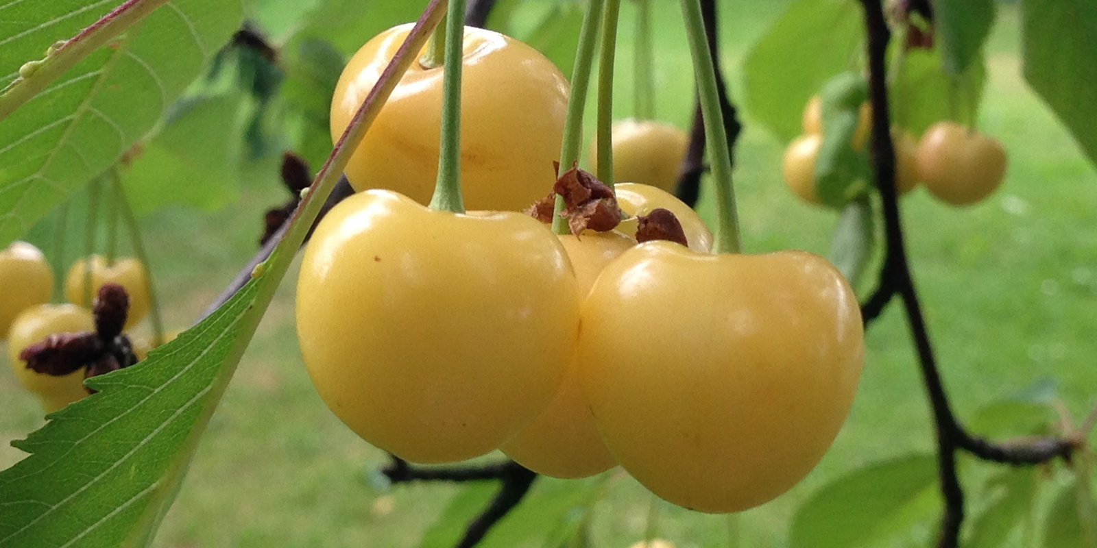 Gelbe Kirschen an Ast hängend