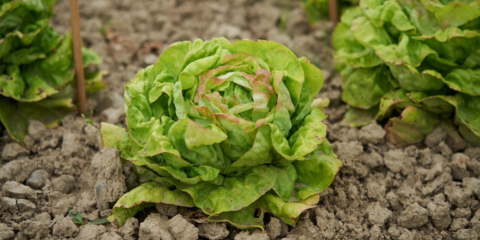 Drei Kopfsalate in der Erde