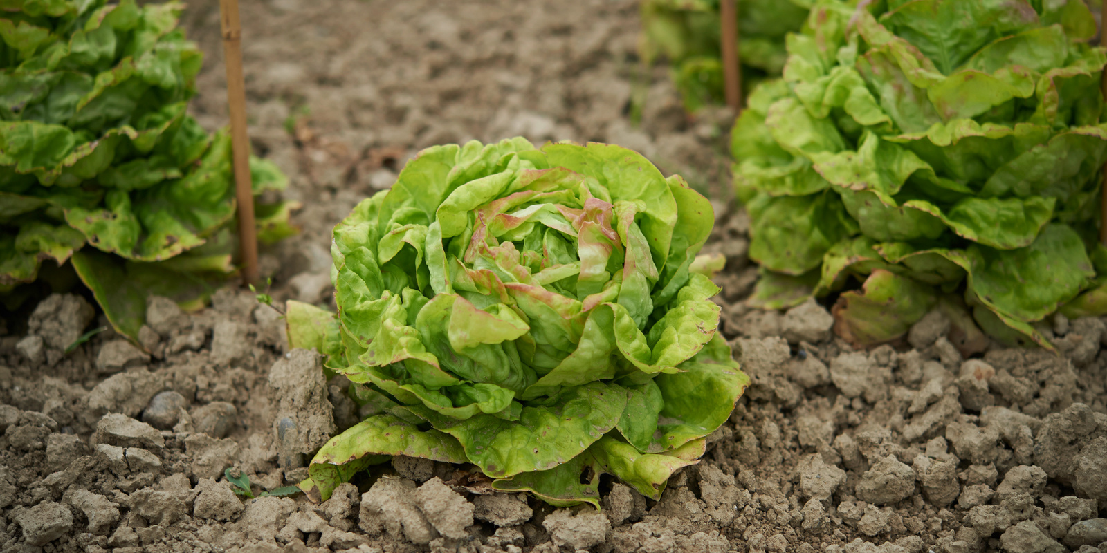38+ Kopfsalat Temperatur Nachts, Die 10 bis 12 grad tagsüber wären